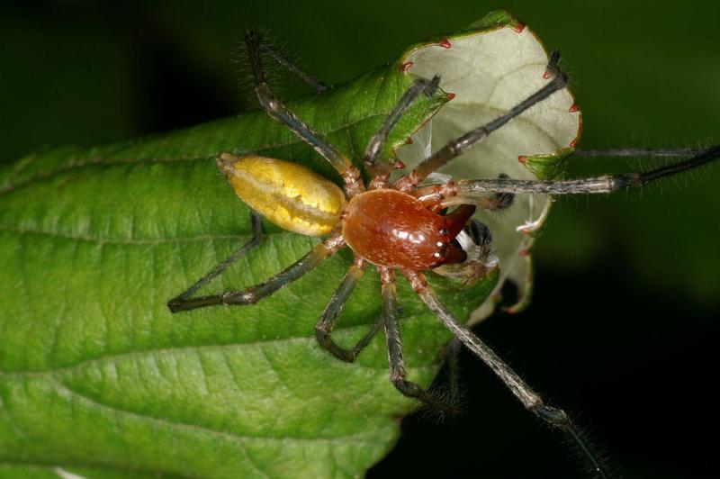 Cheiracanthium_erraticum_D5009_Z_90_Les Gris_Frankrijk.jpg